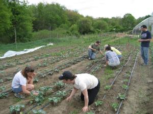 Bowdoin Alums at Gaining Ground, an organic farm for a “Day of Service.”